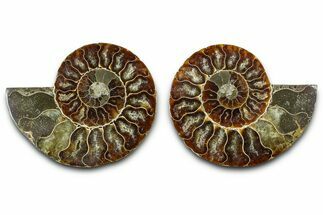 Cut & Polished Ammonite Fossil - Madagascar #377526