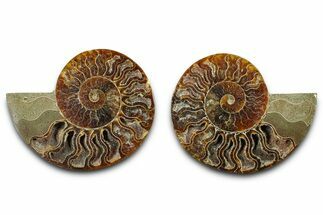 Cut & Polished Ammonite Fossil - Madagascar #377529