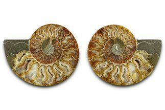Cut & Polished Ammonite Fossil - Madagascar #377530