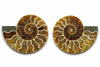 Cut & Polished Ammonite Fossil - Madagascar #377531
