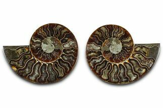Cut & Polished Ammonite Fossil - Madagascar #377539