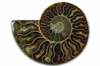 Cut & Polished Ammonite Fossil (Half) - Madagascar #377598