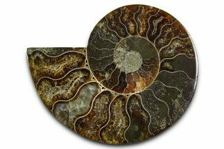 Cut & Polished Ammonite Fossil (Half) - Madagascar #377601