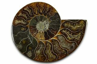 Cut & Polished Ammonite Fossil (Half) - Madagascar #377602
