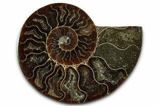 Cut & Polished Ammonite Fossil (Half) - Madagascar #377611