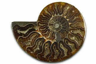 Cut & Polished Ammonite Fossil (Half) - Madagascar #377615
