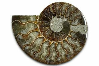 Cut & Polished Ammonite Fossil (Half) - Madagascar #377618