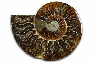 Cut & Polished Ammonite Fossil (Half) - Madagascar #377625