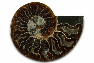 Cut & Polished Ammonite Fossil (Half) - Madagascar #377628