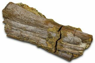 Hadrosaur (Edmontosaurus) Ossified Tendons on Sandstone - Wyoming #377655