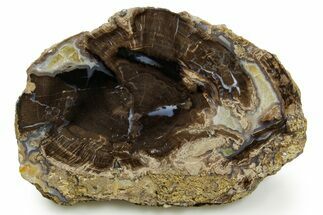 Petrified Wood (Schinoxylon) Round - Blue Forest, Wyoming #377587