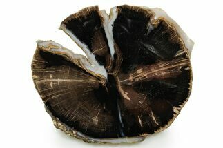 Petrified Wood (Schinoxylon) Round - Blue Forest, Wyoming #377592