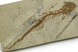 Fossil Salamander (Chelotriton) - Gračanica, Bosnia #377556