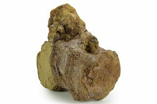 Hadrosaur (Edmontosaurus) Caudal Vertebra - Wyoming #377729