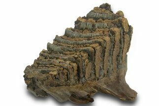 Fossil Woolly Mammoth Molar - Siberia #377768