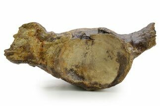 Huge Fossil Mosasaur (Tylosaurus) Vertebra - Texas #377821