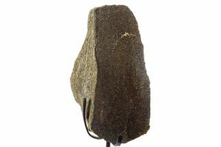 Fossil Dinosaur Bone Section w/ Metal Stand - Texas #377867