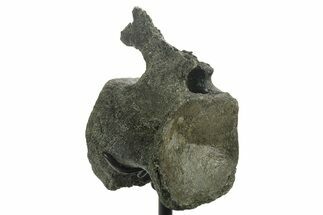 Fossil Sauropod (Barosaurus?) Caudal Vertebra - Wyoming #377950