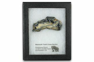 Mammoth Molar Slice With Case - South Carolina #377771