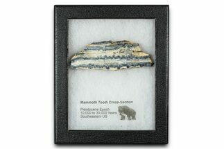 Mammoth Molar Slice With Case - South Carolina #377778