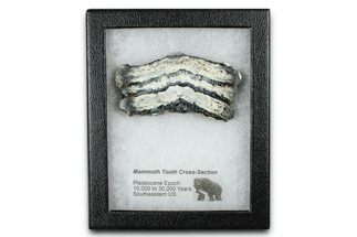 Mammoth Molar Slice With Case - South Carolina #377783