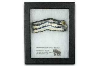 Mammoth Molar Slice With Case - South Carolina #377784