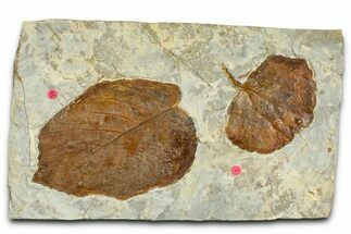 Wide Plate with Two Fossil Leaves (Two Species) - Montana #377870