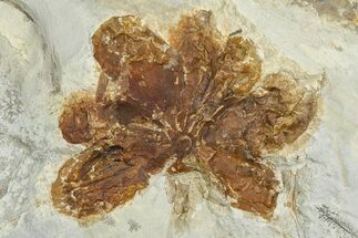 Paleocene Horsetail Fossil (Equisetum) - Montana #377878