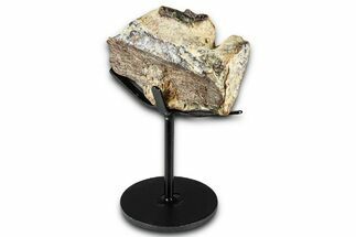 Fossil Mosasaur Jaw Section with Metal Stand - Texas #377880