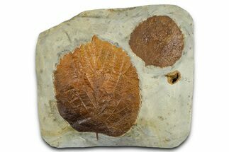 Wide Plate with Two Fossil Leaves (Two Species) - Montana #377892
