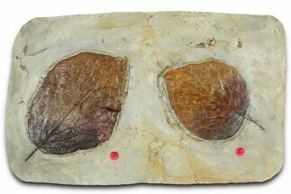 Plate with Two Fossil Leaves (Two Species) - Montana #377902