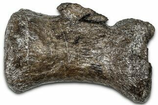 Sauropod (Barosaurus?) Distal Caudal Vertebra - Wyoming #377913