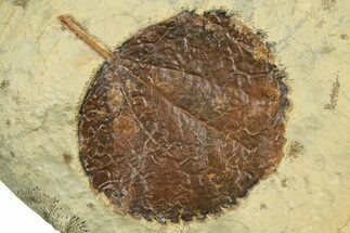 Paleocene Fossil Leaf (Zizyphoides) - Montana #377922