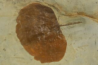 Paleocene Fossil Leaf (Zizyphoides) - Montana #377949