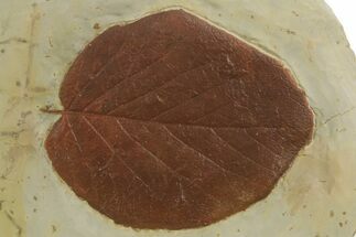 Huge, Fossil Leaf (Browniea) - Montana #377951