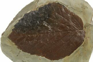Paleocene Fossil Leaf (Davidia) - Montana #377954