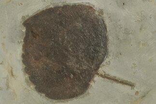 Paleocene Fossil Leaf (Zizyphoides) - Montana #377956