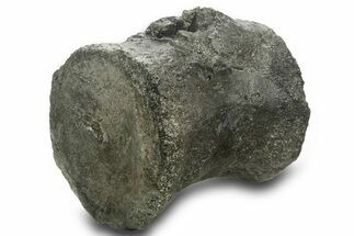 Fossil Sauropod Dinosaur Caudal Vertebra - Wyoming #377945