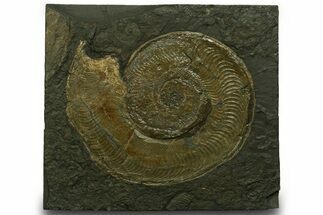 Fossil Ammonite (Harpoceras) - Posidonia Shale, Germany #377991