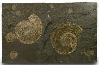 Stunning, Fossil Ammonite Cluster - Posidonia Shale, Germany #377998