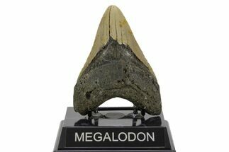 Fossil Megalodon Tooth - North Carolina #378014