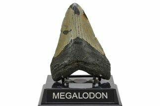 Fossil Megalodon Tooth - North Carolina #378018
