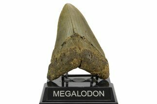 Serrated, Fossil Megalodon Tooth - North Carolina #378026