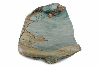 Gary Green Jasper (Larsonite) Bog Wood Slab - Oregon #377773