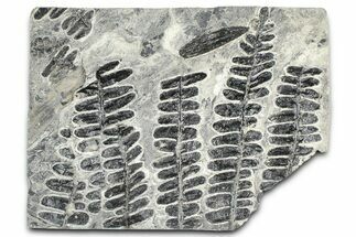 Carboniferous Fossil Fern (Alethopteris) Plate - France #378041