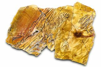Polished Orange Brecciated Jasper - Nevada #378124