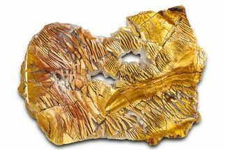 Polished Orange Brecciated Jasper - Nevada #378125