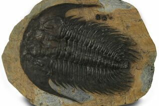 Trilobite Fossils For Sale