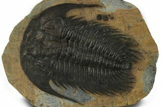 Spectacularly Preserved Acadoparadoxides Trilobite #378231