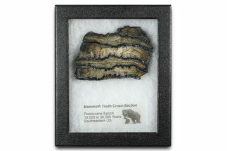 Mammoth Molar Slice With Case - South Carolina #377851
